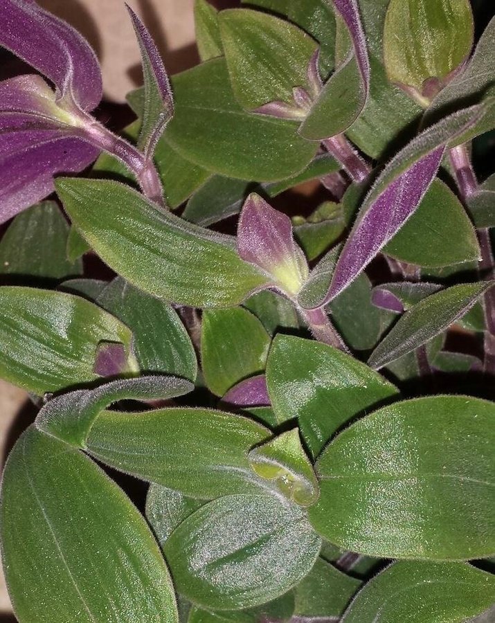 Tradescantia chrysophylla 'Baby Bunny Bellies' ampelväxt