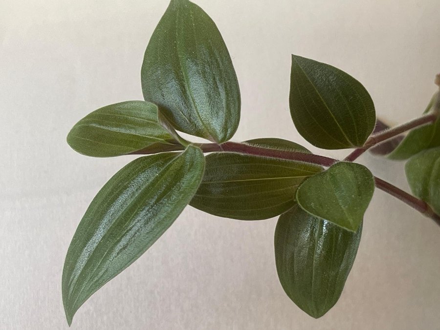 Tradescantia chrysophylla 'Baby Bunny Bellies' ampelväxt