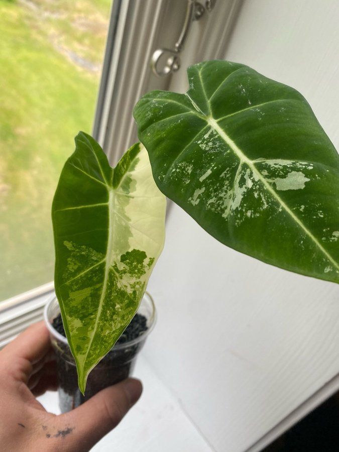 Alocasia Micholitziana Frydek Variegata