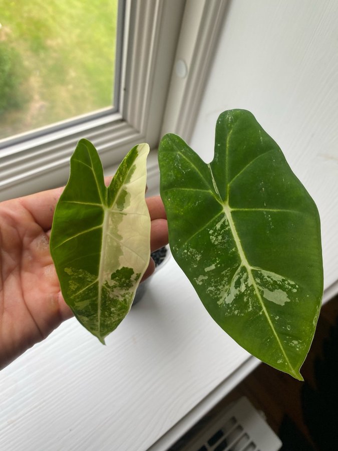 Alocasia Micholitziana Frydek Variegata