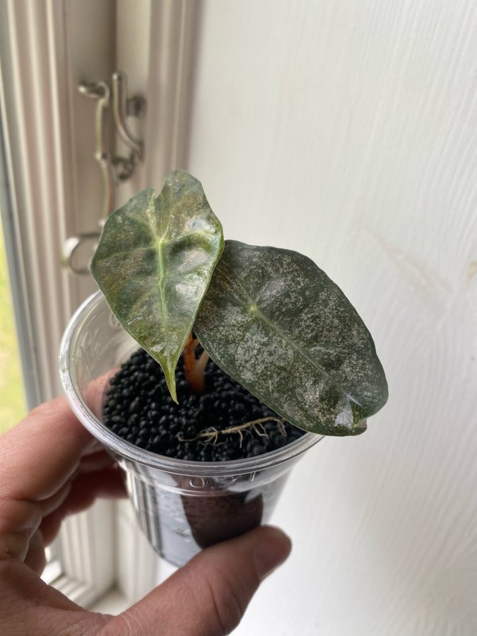 Alocasia Amazonica Variegata