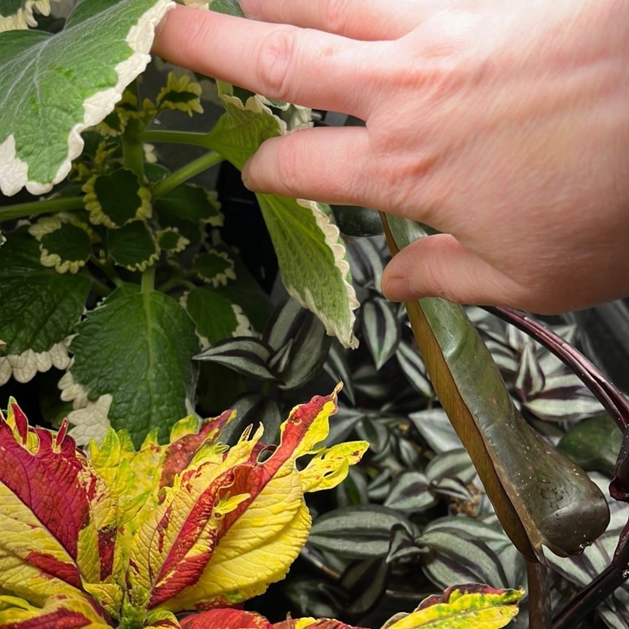 Säljer en vacker Plectranthus Forsteri