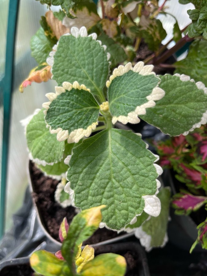 Säljer en vacker Plectranthus Forsteri