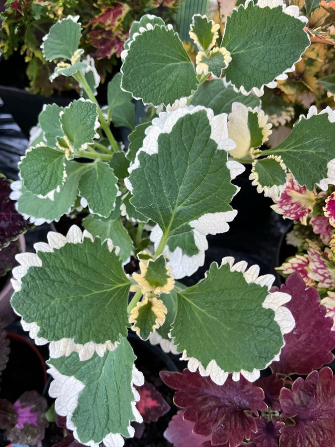 Säljer en vacker Plectranthus Forsteri