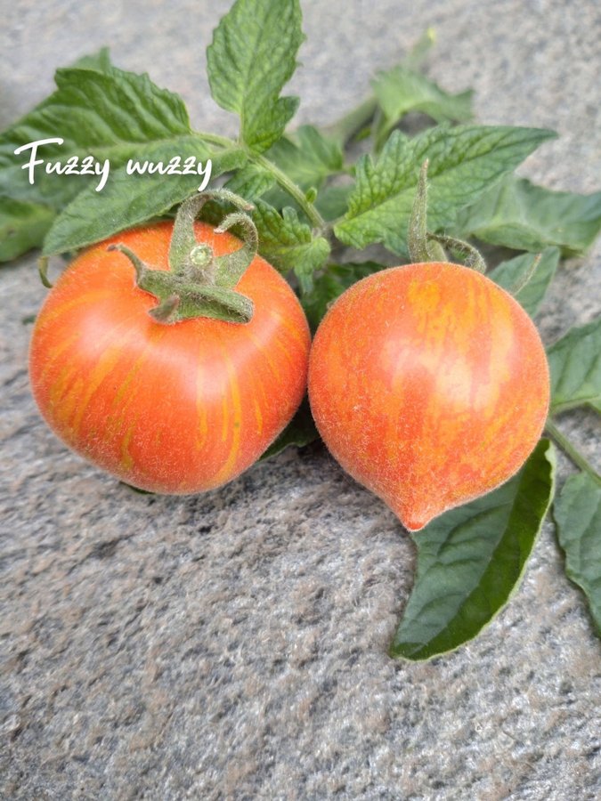 Lång säsong-paket 10 tomatsorter