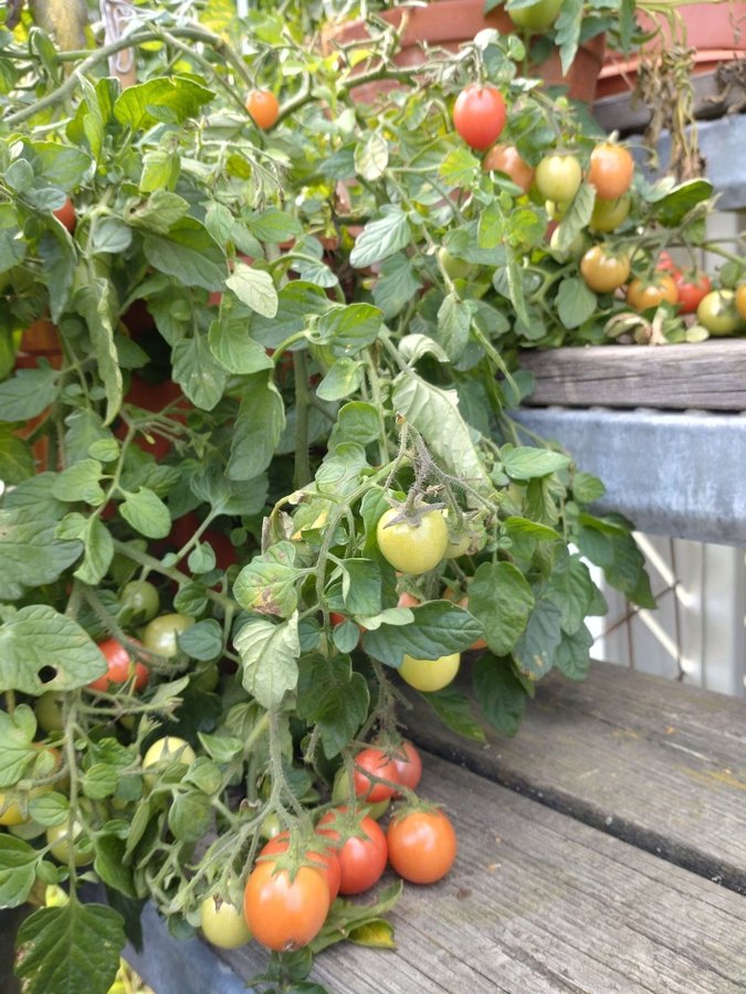 Lång säsong-paket 10 tomatsorter