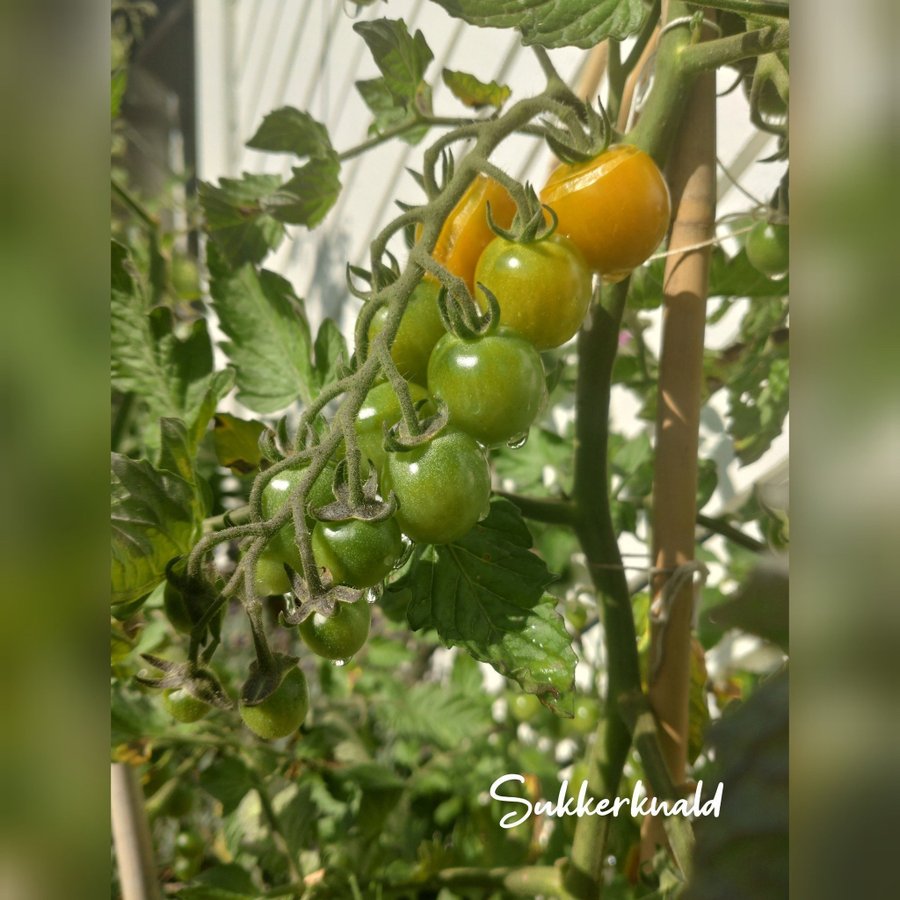 Lång säsong-paket 10 tomatsorter