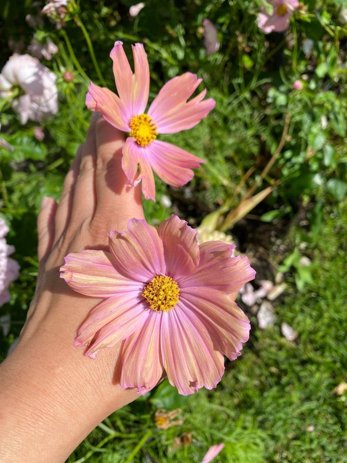 Nyhet Vackra Rosenskära Apricotta frön 20 frön