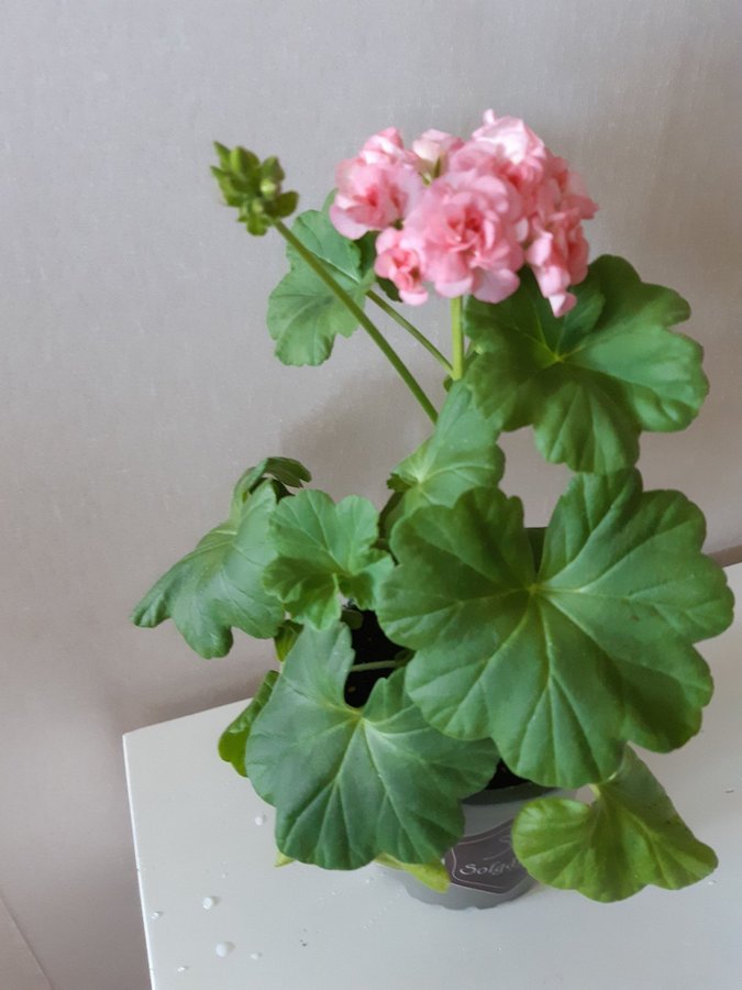 Stor planta! Grangers Antigue Rose- min favorit Pelargon