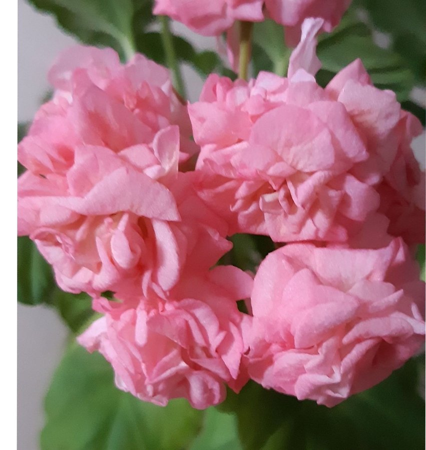 Stor planta! Grangers Antigue Rose- min favorit Pelargon