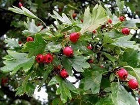 Trubbhagtorn Crataegus buske!