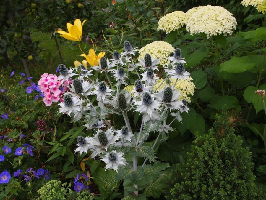 10 plantor Spöken i din trädgård Silvermartorn Eryngium giganteum