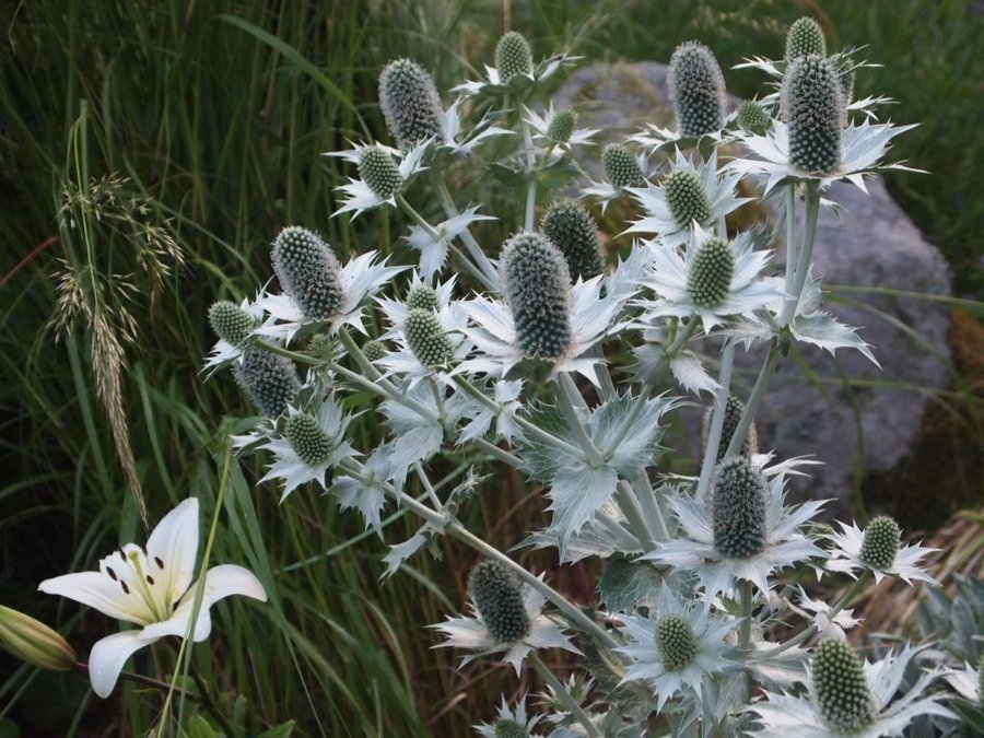 10 plantor Spöken i din trädgård Silvermartorn Eryngium giganteum