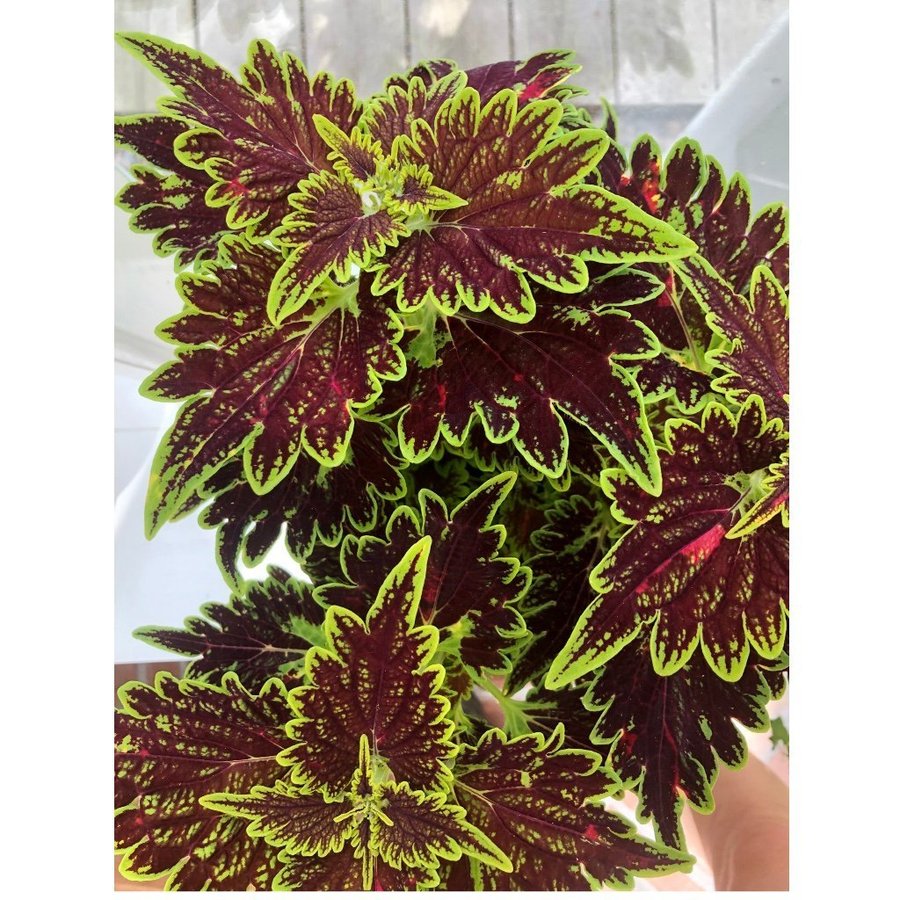 Palettblad - Coleus - Bourbon Street Rotad stickling