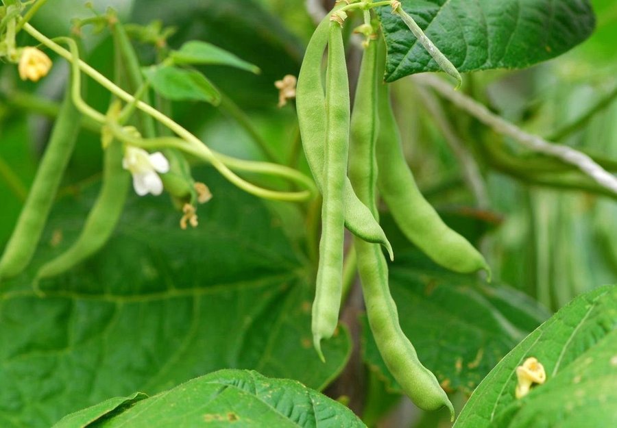 BRYTBÖNA ’haricots verts’ 15bönor