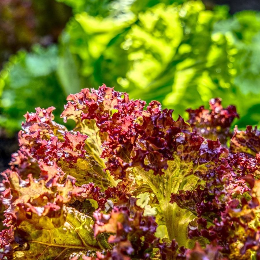 BATAVIASALLAT ’lollo rossa’ ~200 frön