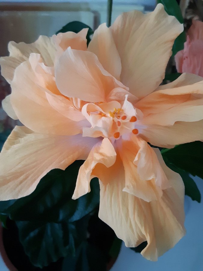 Jane Cowell väldigt vackert tropisk hibiskus - rotad planta
