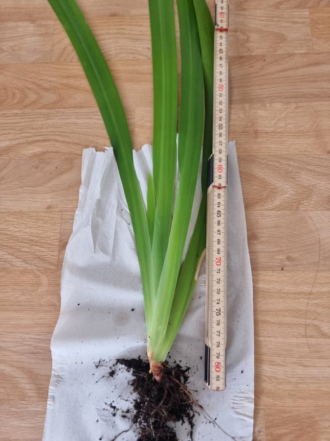 Stor planta APOSTLALILJA/TOLVAPOSTLAR H: 70cm!