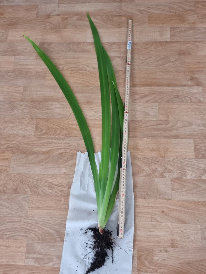 Stor planta APOSTLALILJA/TOLVAPOSTLAR H: 70cm!