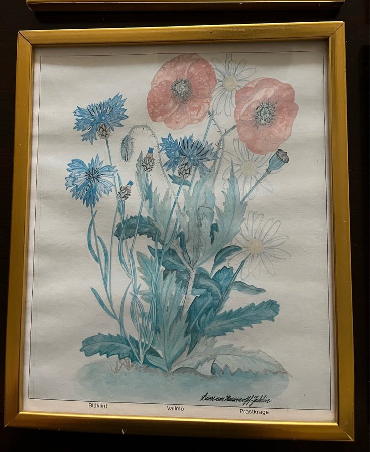 Vintage 6 stycken Tavlor med blommor signerade