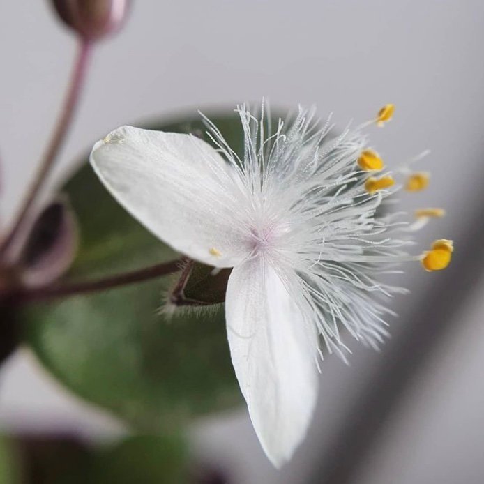 ”Baby Bunny Bellies”- Tradescantia chrysophylla