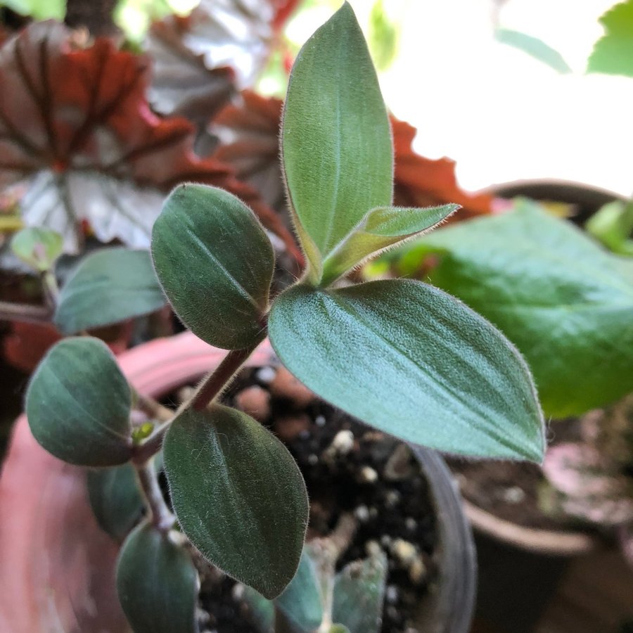 ”Baby Bunny Bellies”- Tradescantia chrysophylla