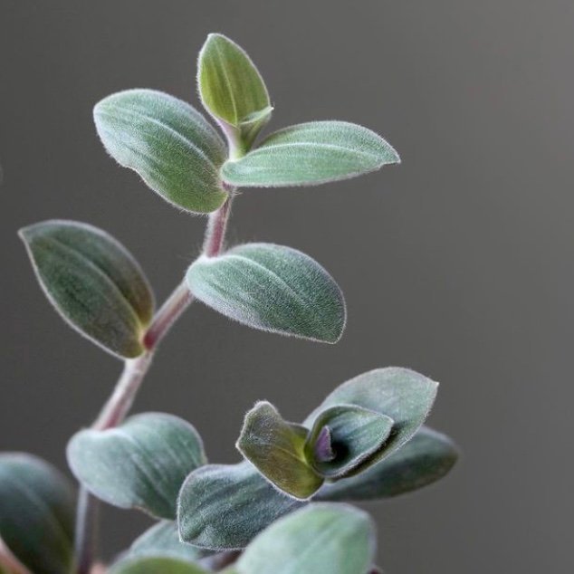 ”Baby Bunny Bellies”- Tradescantia chrysophylla