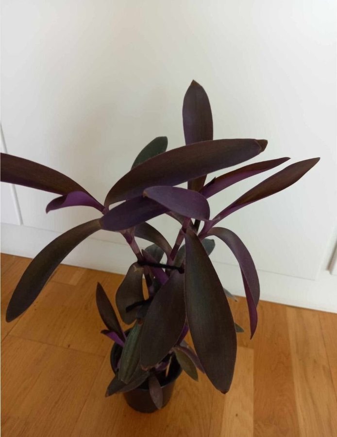 Purpurblad Tradescantia pallida fin stor planta växt