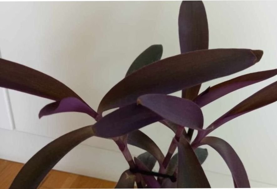 Purpurblad Tradescantia pallida fin stor planta växt