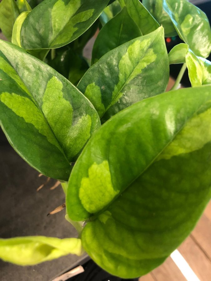 Epipremnum aureum GLOBAL GREEN Variegata Stor stickling