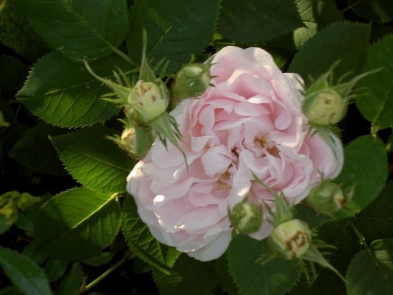 Maidens blush rosa gammaldags ros frön