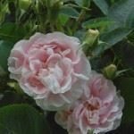 Maidens blush rosa gammaldags ros frön