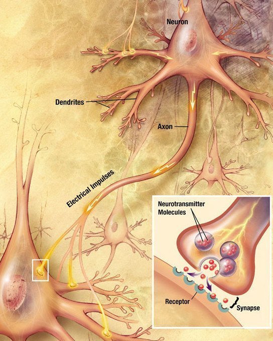 Hjärncell / Nevron / Brain Cell / Neuron