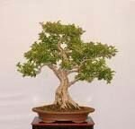 Lagerströmia bonsai frön
