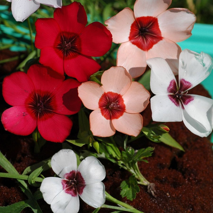 Blomsterlin 'Charmer' frön (Kan direktsås från maj)