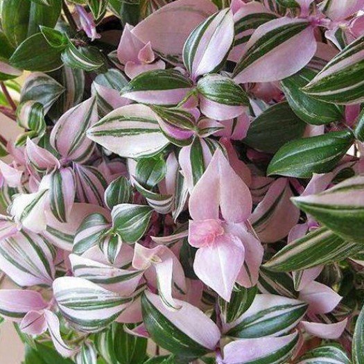 TRADESCANTIA fluminensis ‘Tricolor’ - Skvallerreva - Ampelväxt