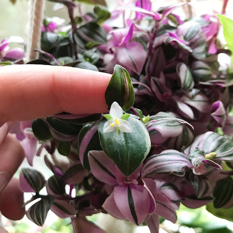 TRADESCANTIA fluminensis ‘Tricolor’ - Skvallerreva - Ampelväxt