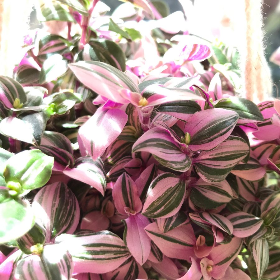 TRADESCANTIA fluminensis ‘Tricolor’ - Skvallerreva - Ampelväxt