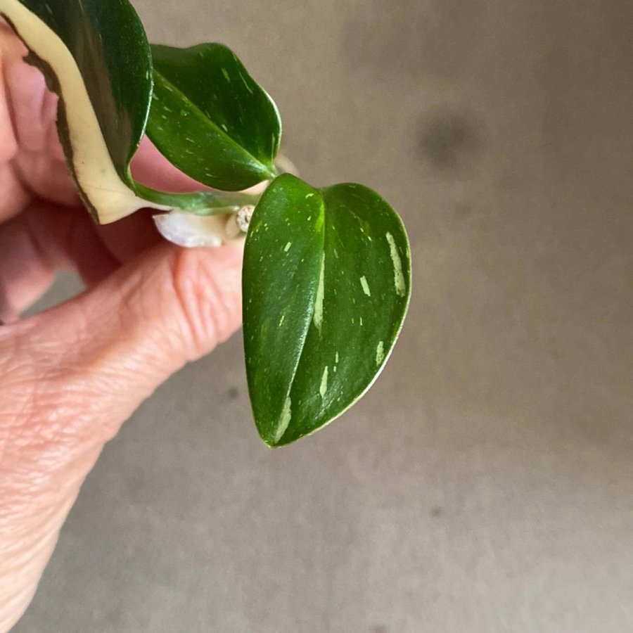 Monstera Standleyana Variegata