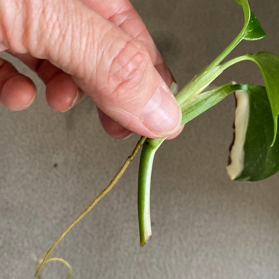 Monstera Standleyana Variegata