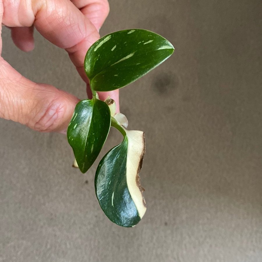 Monstera Standleyana Variegata