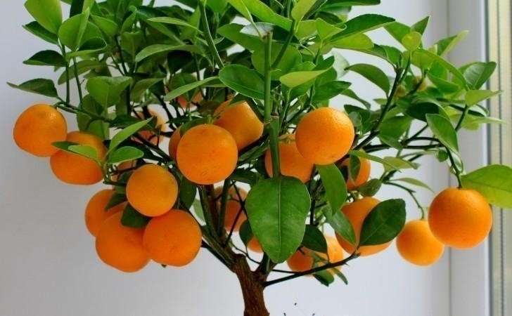 Mini mandarin träd som blir ca 150 cm högt