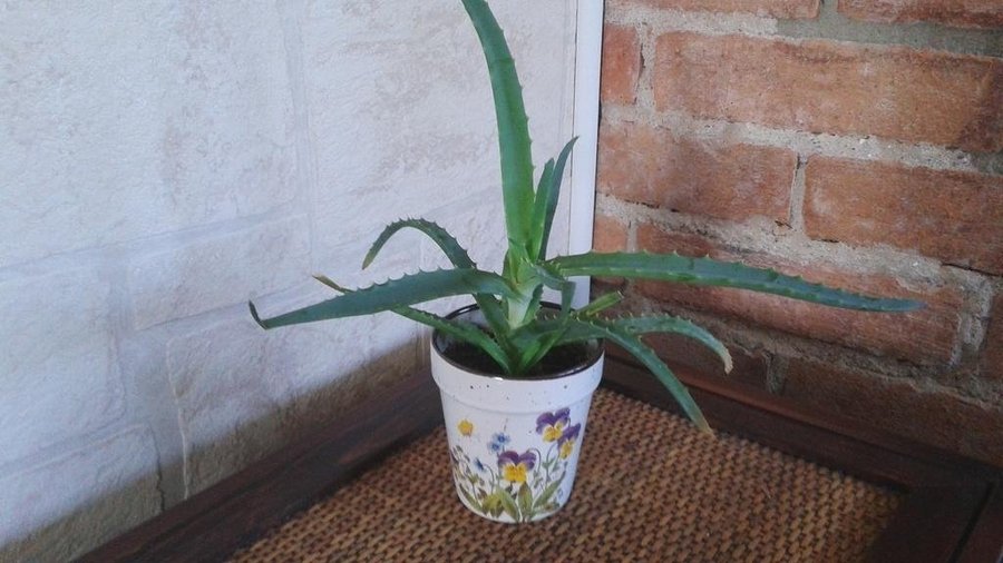 Rotad planta av äkta Aloe Vera!