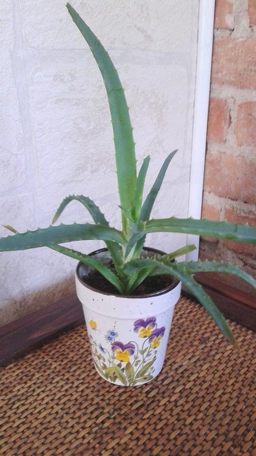 Rotad planta av äkta Aloe Vera!