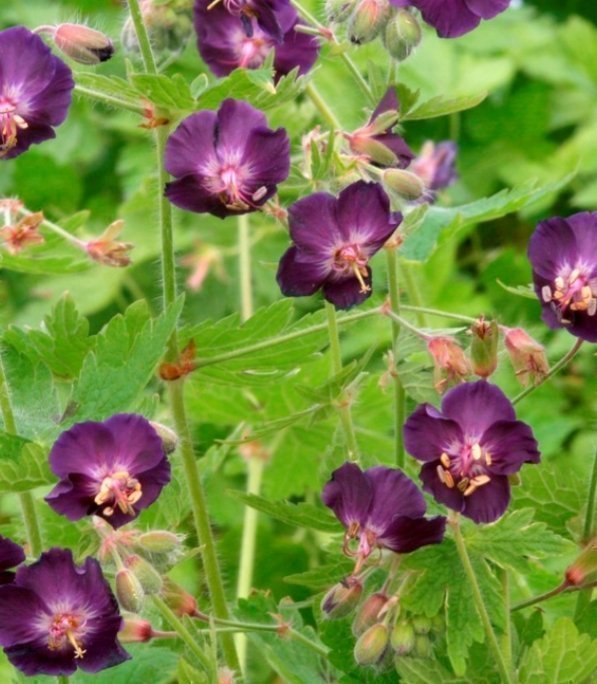 Brunnäva Marktäckare Lila blommor