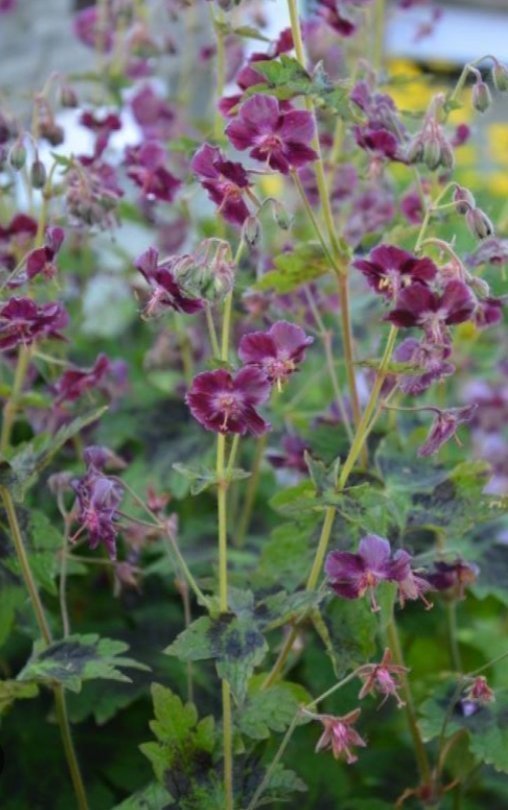 Brunnäva Marktäckare Lila blommor