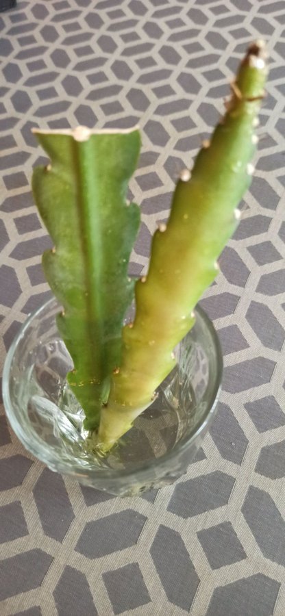 (2st) skott "Epiphyllum Phyullanthus CLIMBING KAKTUS " stor blad kaktus 