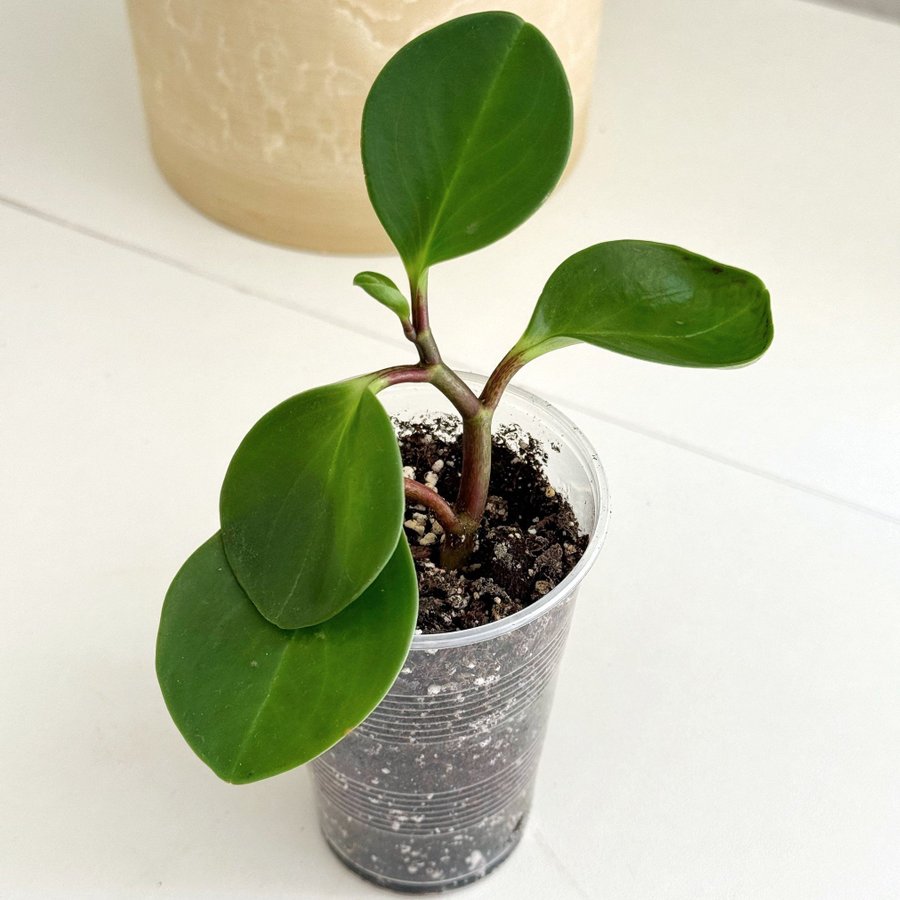 Peperomia Obtusifolia ” FREDSGRÖNSKA " Liten planta (Suckulent)