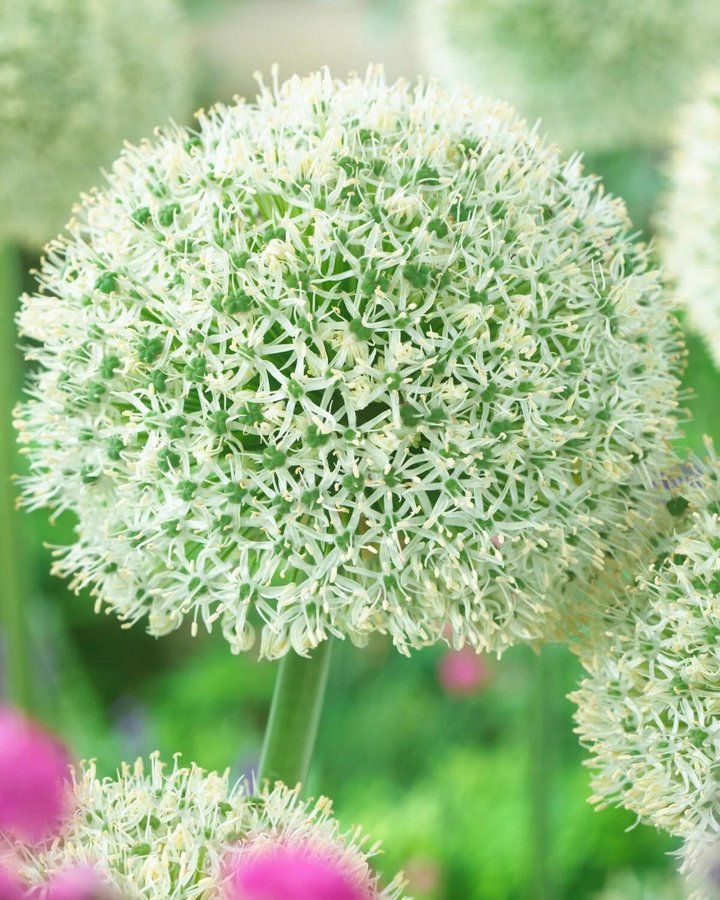 Vit jätteallium - Allium White Giant -
