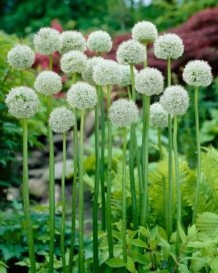 Vit jätteallium - Allium White Giant -